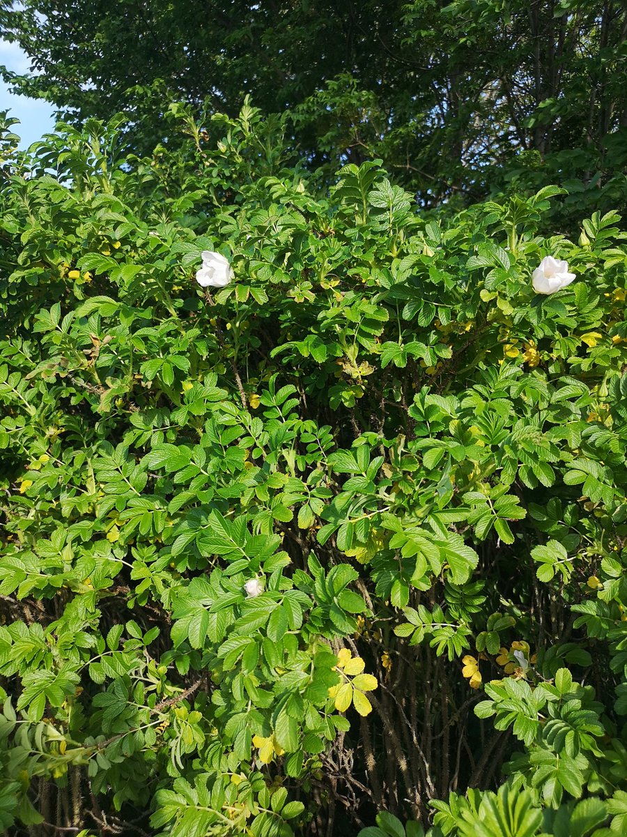 14/ Wild roses and brambles (Also my new all female 80's band name )