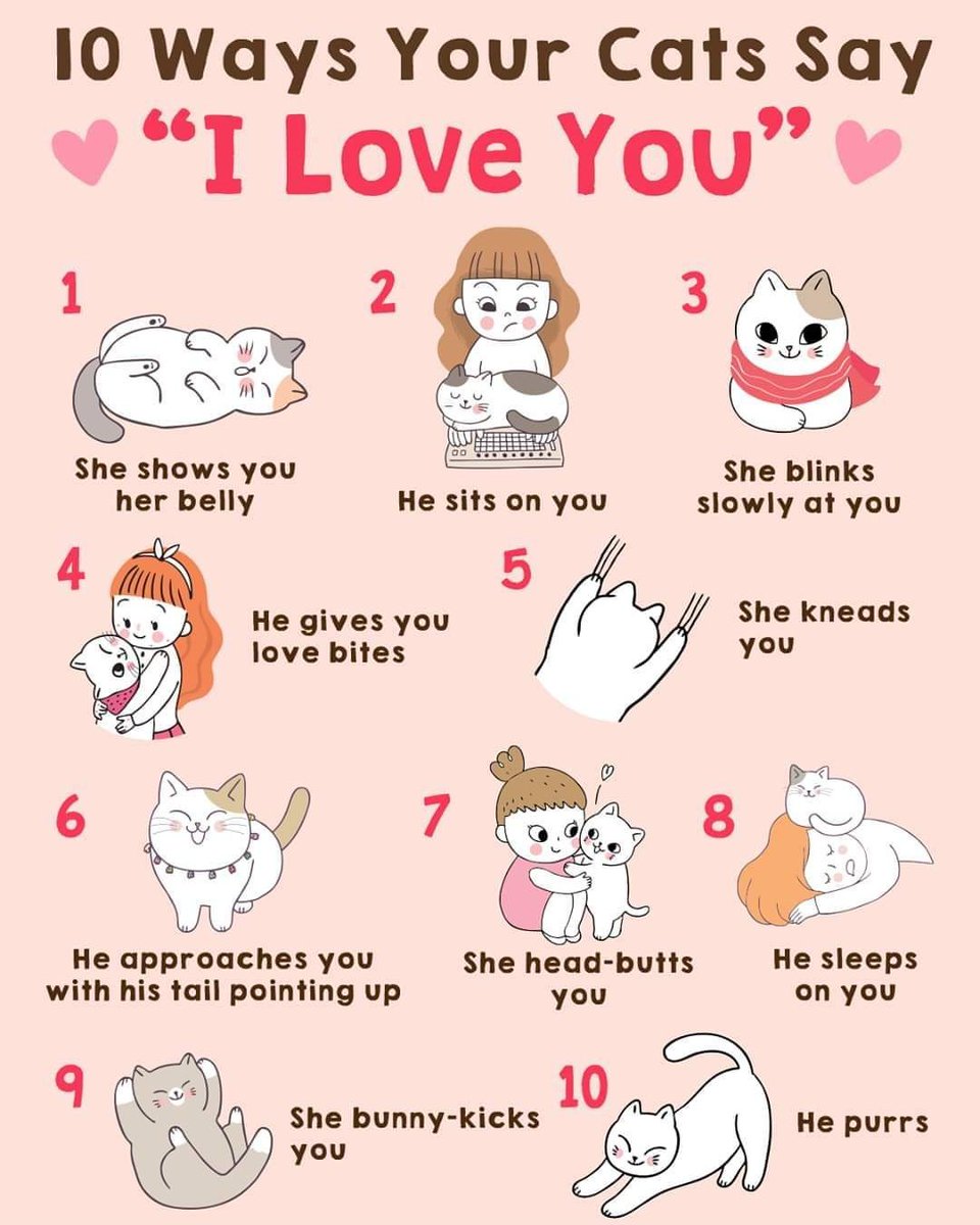 #FastFactFriday - Did you know that cats have several ways to show how much they love you? We love slow blinking at our cats and take it as a good sign when one of the really scared cats grace us with a slow blink 😻