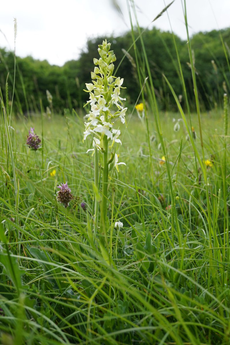 Family 22 is the Orchid family (Orchidaceae)Very happy with some rare finds today!Butterfly (Platanthera chlorantha), Common Spotted (Dactylorhiza fuschij), Birdsnest Orchid (Neottia nidus-avis), and Common Twayblade (Listera ovara)