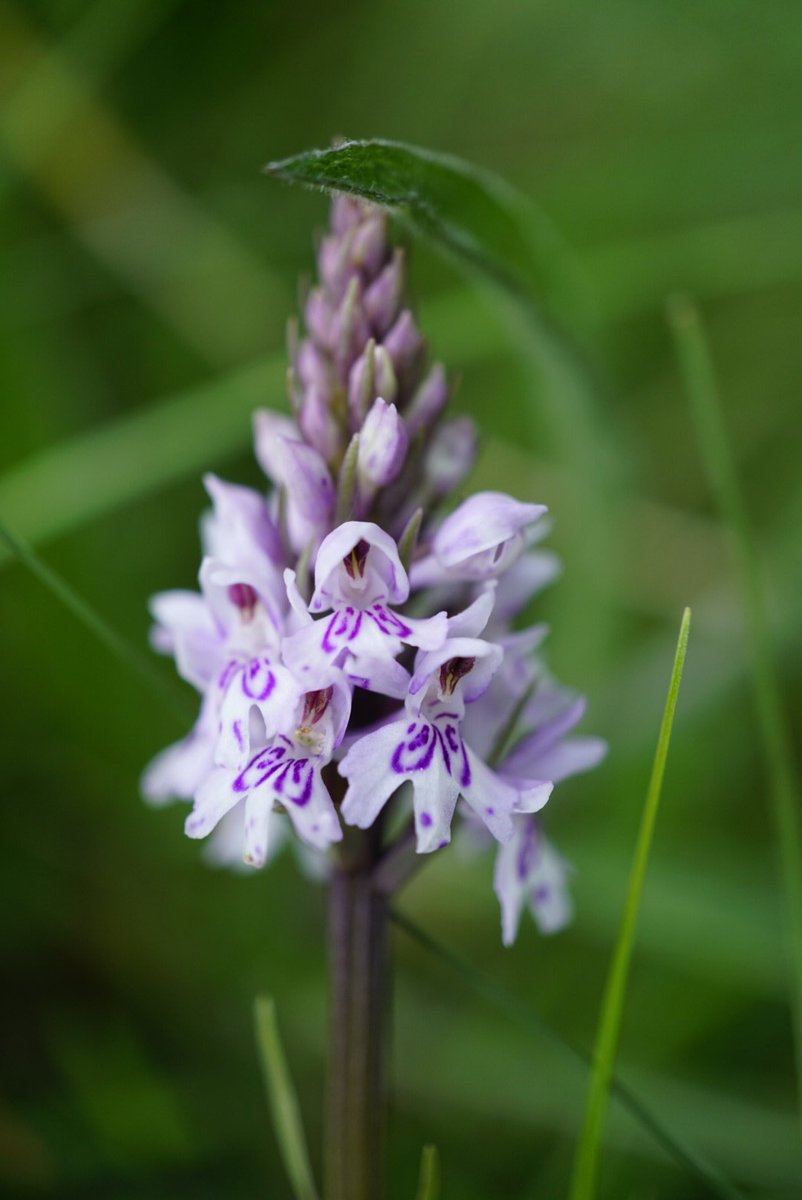 Family 22 is the Orchid family (Orchidaceae)Very happy with some rare finds today!Butterfly (Platanthera chlorantha), Common Spotted (Dactylorhiza fuschij), Birdsnest Orchid (Neottia nidus-avis), and Common Twayblade (Listera ovara)