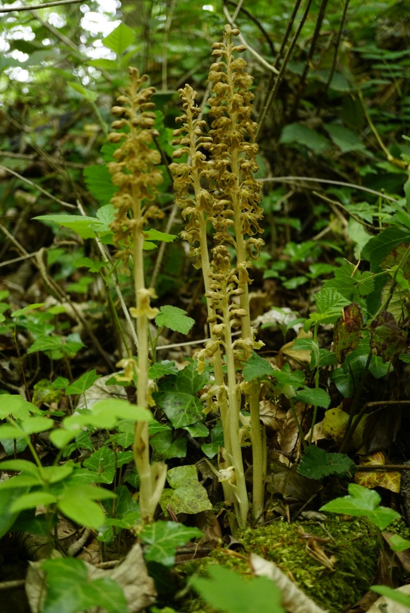 Family 22 is the Orchid family (Orchidaceae)Very happy with some rare finds today!Butterfly (Platanthera chlorantha), Common Spotted (Dactylorhiza fuschij), Birdsnest Orchid (Neottia nidus-avis), and Common Twayblade (Listera ovara)