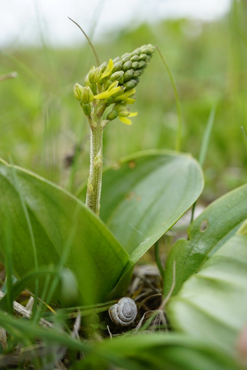 Family 22 is the Orchid family (Orchidaceae)Very happy with some rare finds today!Butterfly (Platanthera chlorantha), Common Spotted (Dactylorhiza fuschij), Birdsnest Orchid (Neottia nidus-avis), and Common Twayblade (Listera ovara)