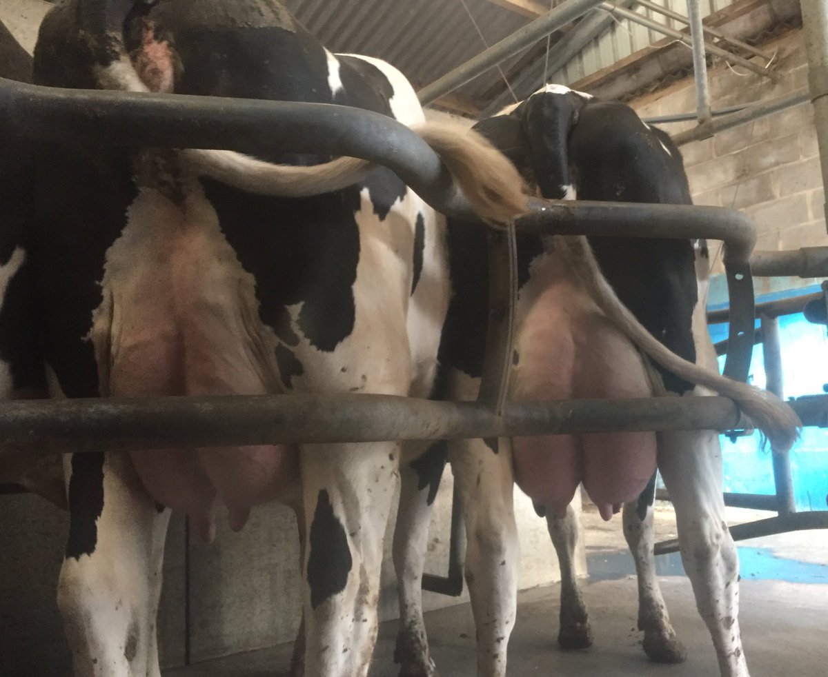 breachgorse's tweet photo. Before and after....twin Applejax heifers stud side by side milking #teamdairy #familyfarm #future     🤩🥛🐄 https://t.co/nLfxLDJ6MC