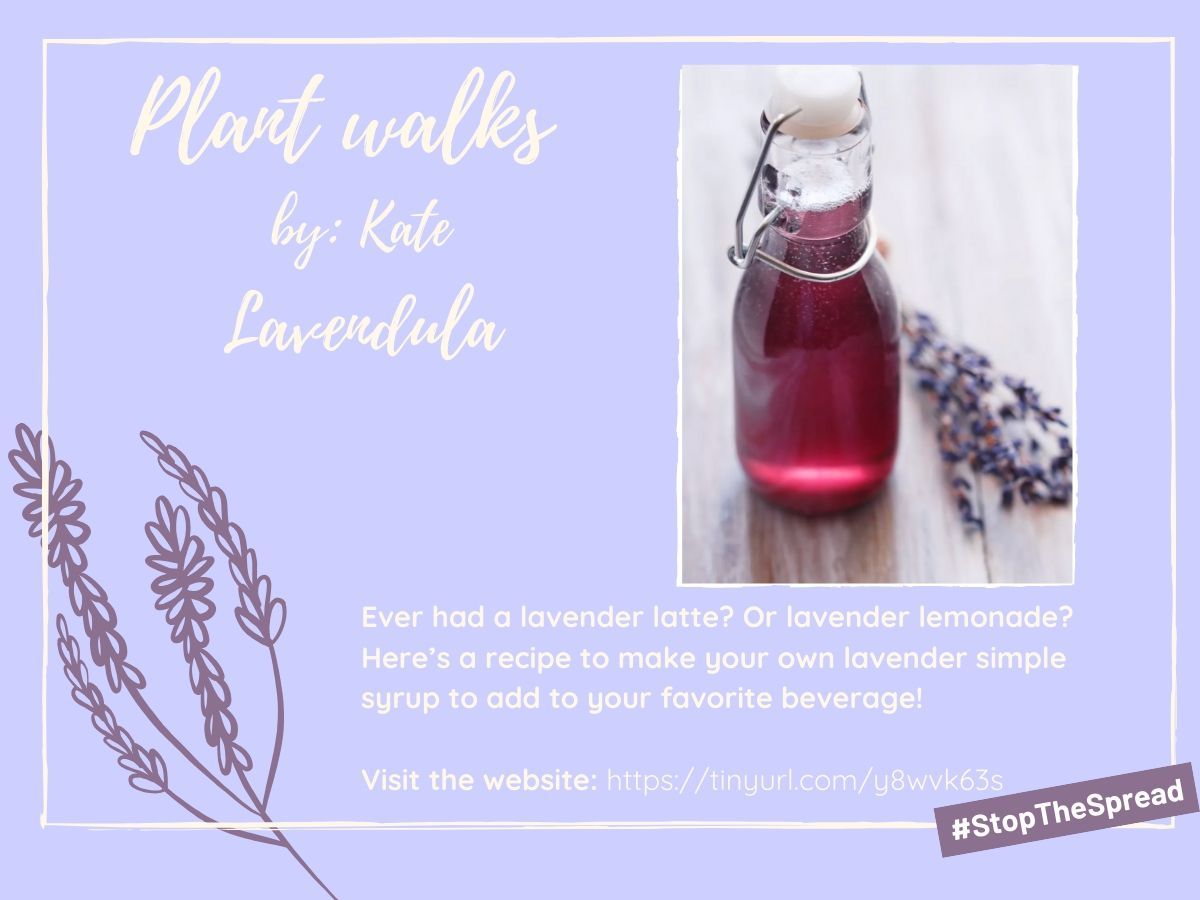 In continuous of the lavender's post from the #plant_walks, Still want to learn more about the lovely Lavendula? Check out this article written by The Chestnut School of Herbal Medicine based in North Carolina. buff.ly/2ZiLslj  #PCC_SE_Learning_Garden #Plants_walk