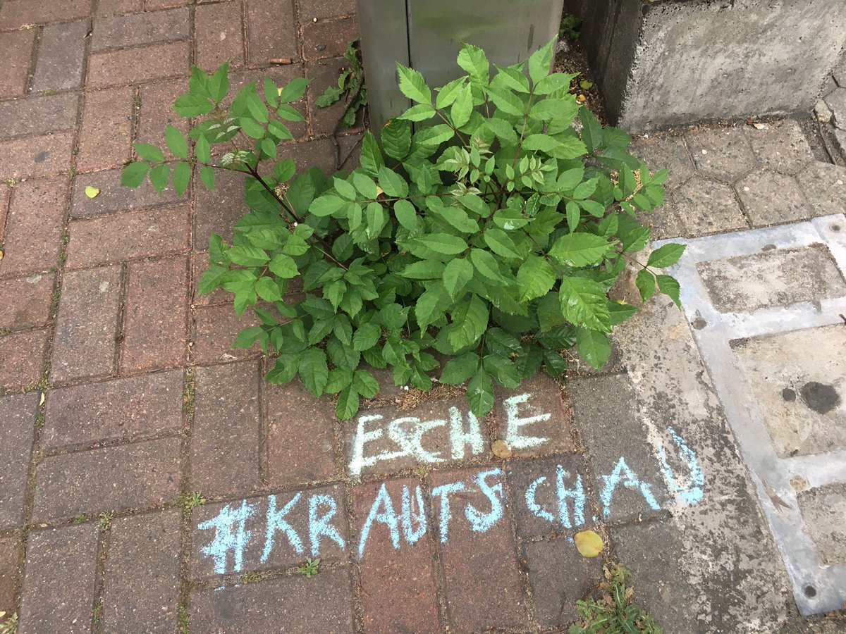 Friday Happy Hour of a plant nerd in the city. Really giddy at being weird in times of Corona. #HappyHour #Frankfurt #ffm_bornheim #bergerstrasse #krautschau #morethanweeds #urbangardening #guerillagardening