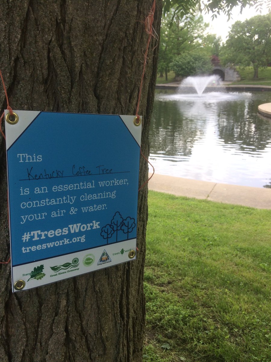 MOcitytrees's tweet photo. As more and more people start phasing back to work, remember trees never stopped. #treeswork through pandemics🌳💗 https://t.co/s54MdW8Xik
