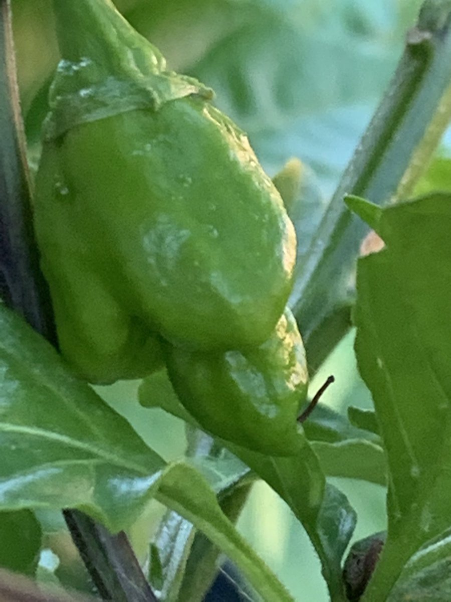 taspitzer's tweet photo. Carolina Reapers are coming in very nice this year. #carolinareaper #hotpeppers #greenthumb https://t.co/XxquN94KKW