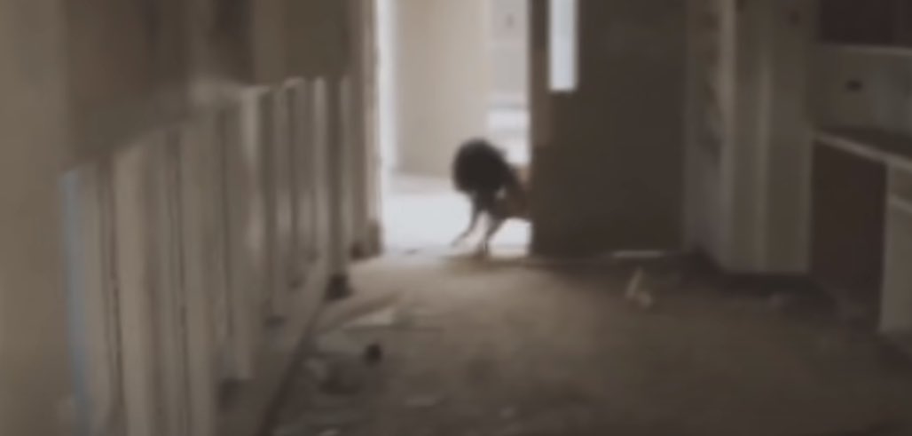 CryptidDaily's tweet image. 5/22/2020: Most unexplained sightings happen in the great outdoors, but what about this strange being lurking in what appears to be an abandoned home? The anatomy certainly doesn’t seem human to me.