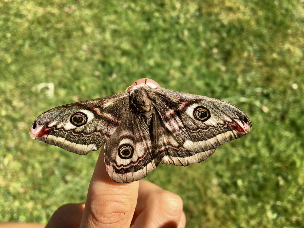 OliviaForster1's tweet photo. Saved this beautiful #EmperorMoth from our well and left her to dry off in a box where she sadly died, but not before laying her eggs!! Pleased to say they successfully hatched yesterday and have been released back into the wild 🌱🐛 @BBCSpringwatch @savebutterflies @BritishMoths https://t.co/KTzrQgB9i7