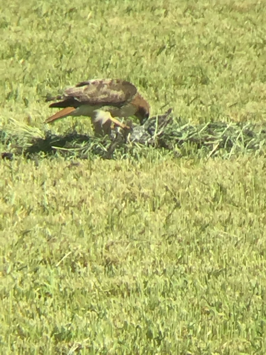 Turkey lunch for the resident #Red trail #hawks. The Jill was on her nest, hit by the silage mower. #nature #circleoflife