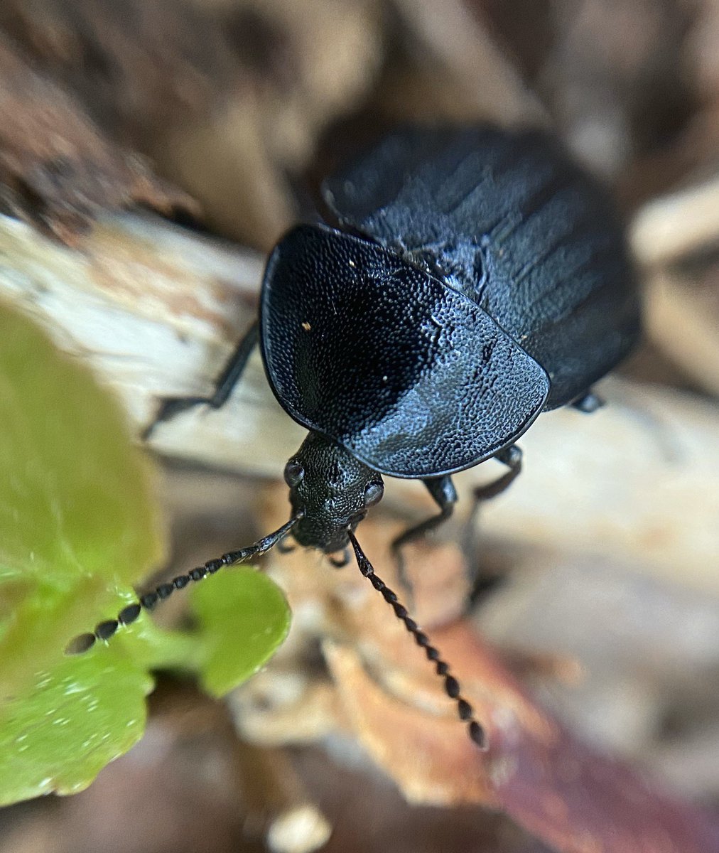 bernoid's tweet photo. Learning about a new beetle I found this afternoon - Silpha atrata. It specialises in feeding on snails. It’s head is that narrow so it can reach into the shells. Savage! #lookingatbugs #beetle #Silphaatrata https://t.co/81C6iychcF