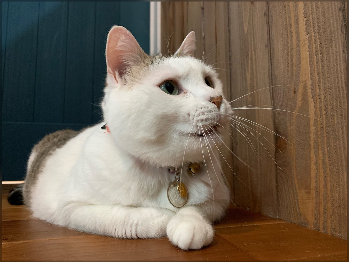 ニャーコ 半笑いこまさん 猫 ねこ Cat デカ猫 デブ猫 前髪猫 面白い顔 可愛い 猫好き