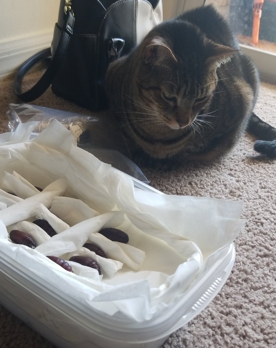 Preparing some luna moth pupae! My Pupae Partner, Alan, is on standby for quality assurance. 🔍