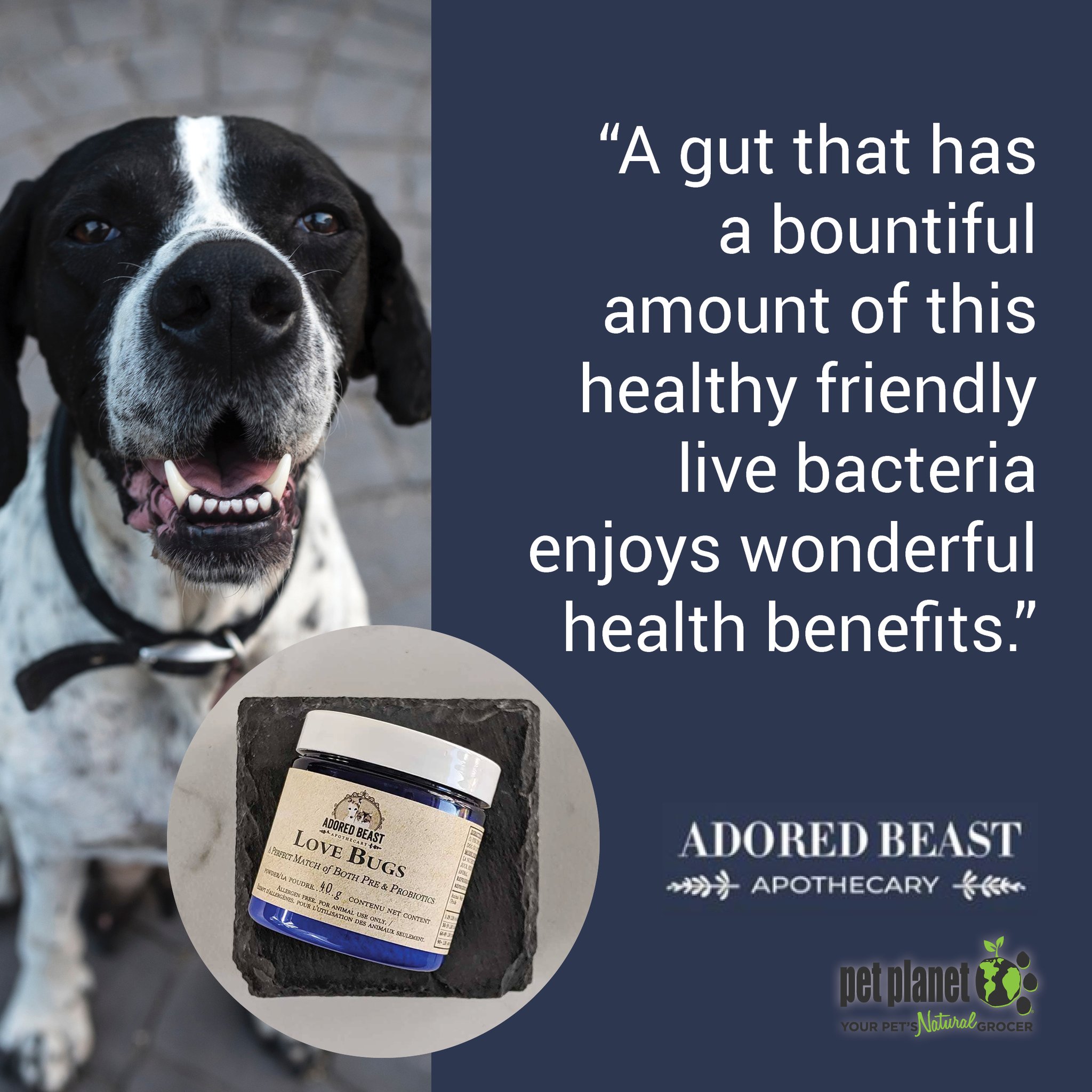 love bugs probiotics for dogs canada