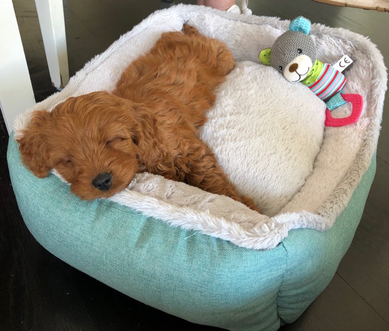 DamianNeylin's tweet photo. New addition to lockdown family 🐶 https://t.co/6bQxmR6R5j