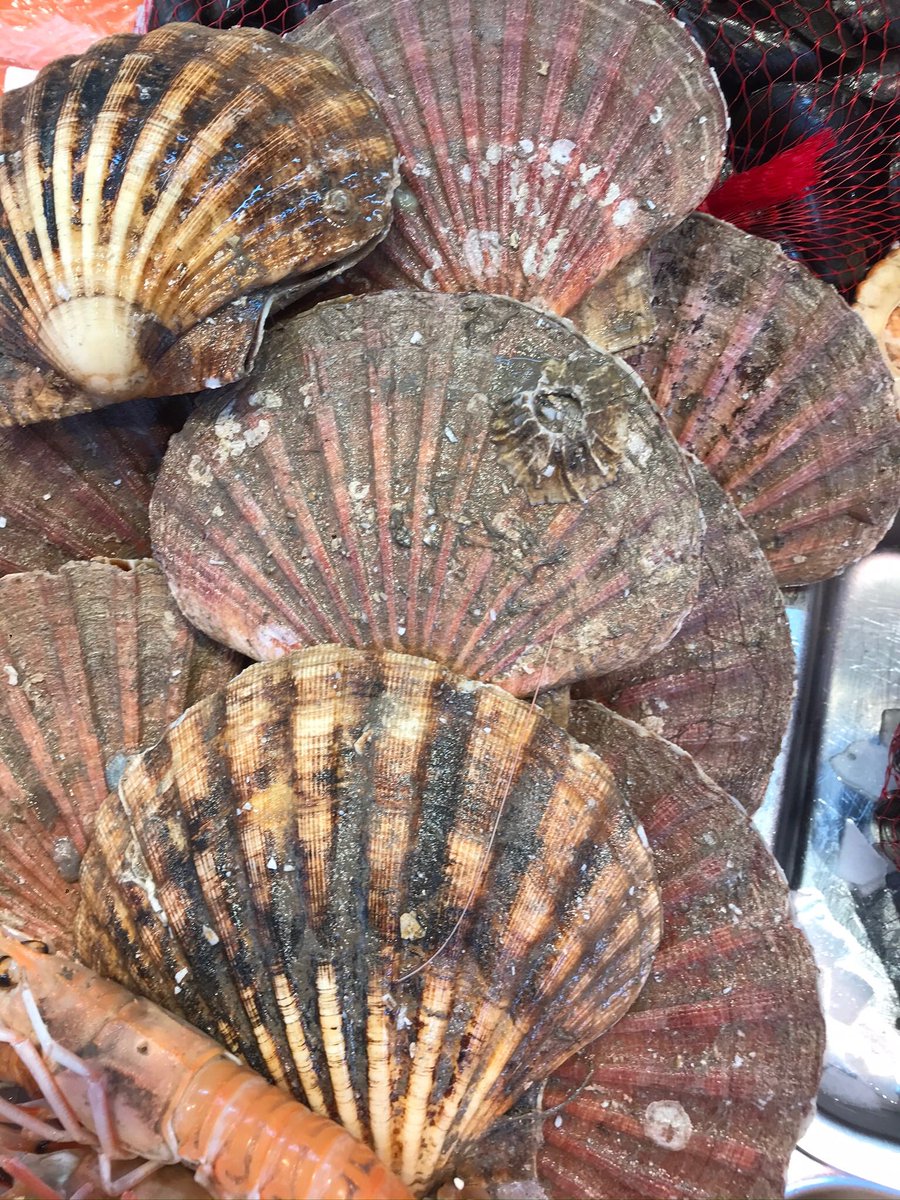 Amazing Scallops in shell #yum #scallops #chorley #Lancashirefood #liveseysofchorley