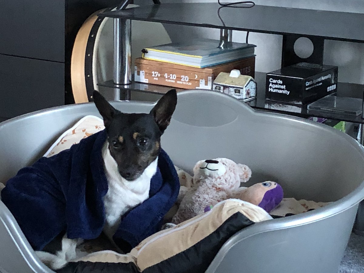 JamesMahonTV's tweet photo. 18km later and he’s tired after a busy day of walking, chilling with buzzlighter year and mini bear  #JaZara @zaradyerx #dogsoftwitter https://t.co/WactVnFMlI