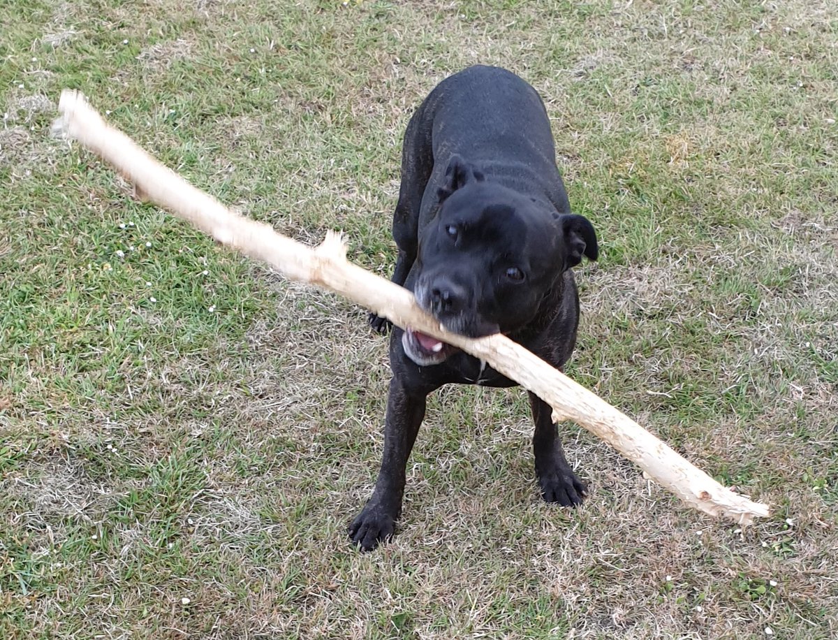 sykotuba's tweet photo. #Bruno pretending to be a ferocious dog! #StaffieSaturday #StaffieSmile #Staffdogs #staffie https://t.co/BaaikXgBFI