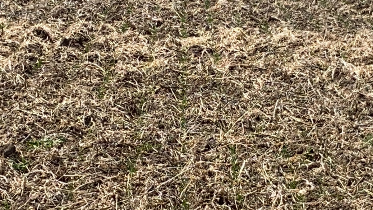 Samlincoln_ND's tweet photo. Lignite wheat plot planted 5/13/2020
Good stand on all varieties but lots of Canada Thistle and volunteer soybeans. Come on rain! @RocknRollAgrnmy @DakotaAgronomy https://t.co/tdJnfQK6TX