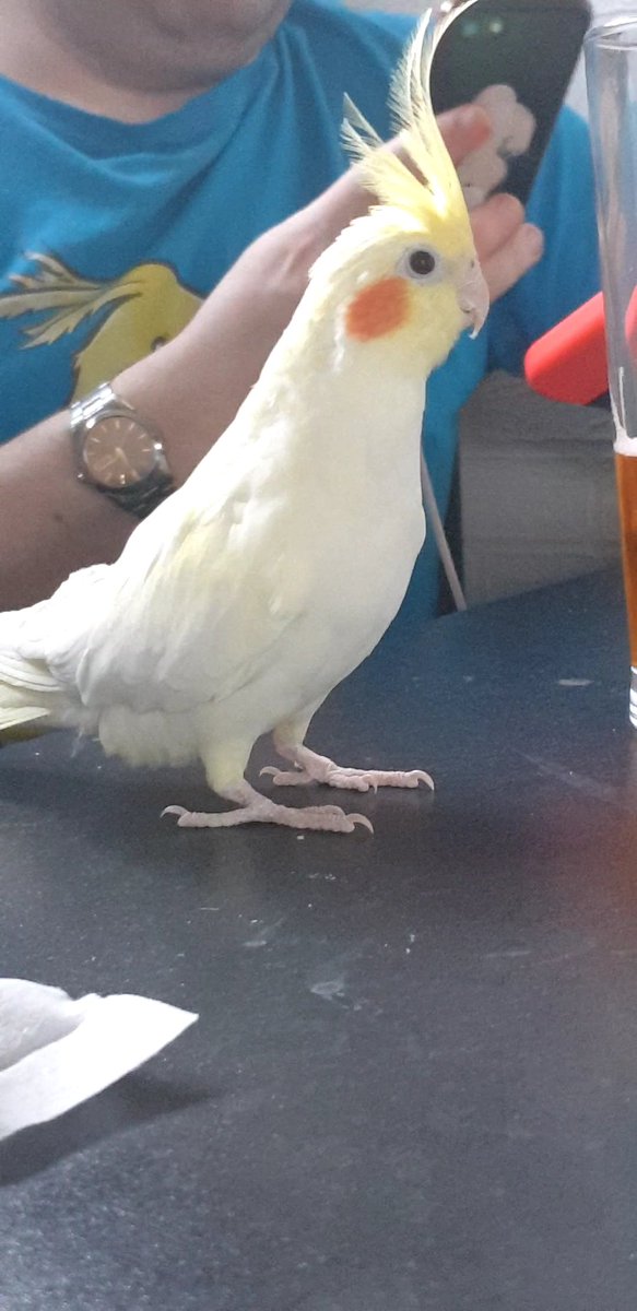 terrathetiel's tweet photo. (our living situation has changed such that terra cant be out of her cage as much any more and I feel like her beak is getting too long which means shes not playing with her chew toys as much, does it look an okay length or should I take her to the vet?) https://t.co/1SRLhQidNc