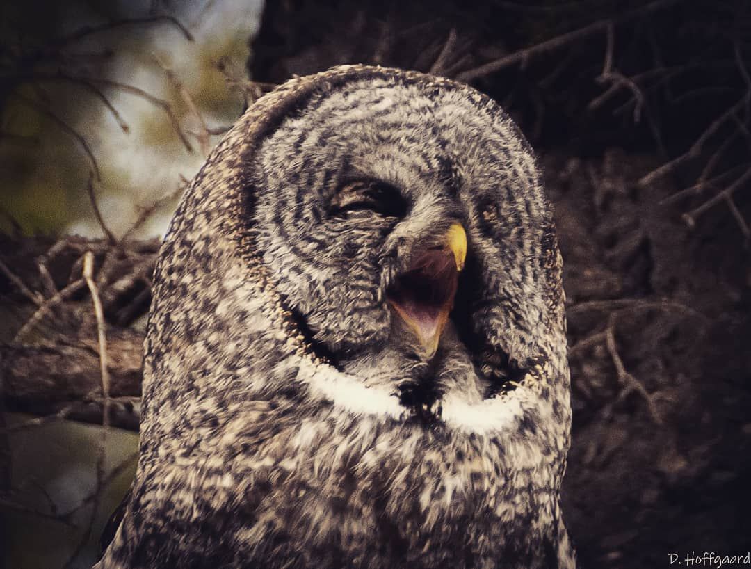 BCWildlife's tweet photo. This week has been a hoot, owl be napping all weekend long! Congratulations to this week's #BCWFPhotoContest winner @d.hoffgaard_photography via Instagram for this shot of a very sleepy owl!. We hope everyone has a restful and joyful weekend. https://t.co/op702dqDGw