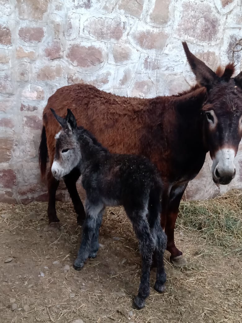 LucasAnimalito's tweet photo. Que felicidad!!! Hoy jubilamos a 19 animalitos!!! Un bebé burro recién nacido fue la gran estrella de la jornada. Muchas gracias Inst. Derecho Animal y P.A.S Salta! Muchas gracias a los adoptantes! Llevamos concretadas 104 adopciones. @GustavoSaenzOK 
#HablandoDeLaLibertad https://t.co/MsTD5HJMA8