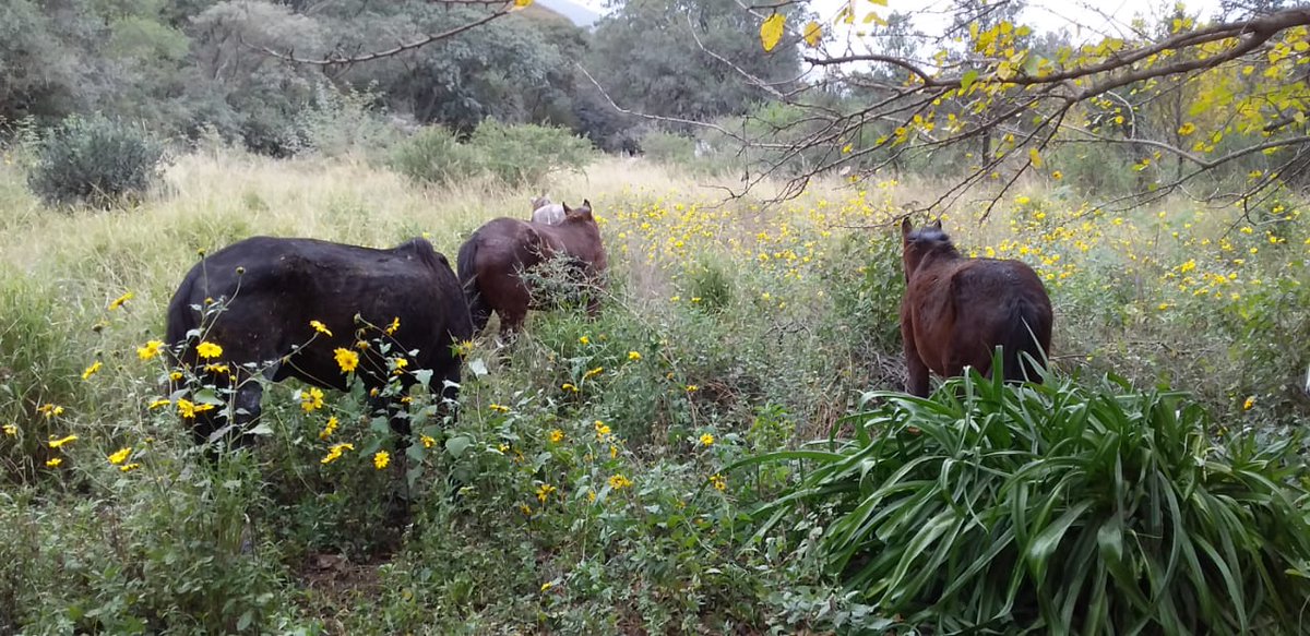 LucasAnimalito's tweet photo. Que felicidad!!! Hoy jubilamos a 19 animalitos!!! Un bebé burro recién nacido fue la gran estrella de la jornada. Muchas gracias Inst. Derecho Animal y P.A.S Salta! Muchas gracias a los adoptantes! Llevamos concretadas 104 adopciones. @GustavoSaenzOK 
#HablandoDeLaLibertad https://t.co/MsTD5HJMA8
