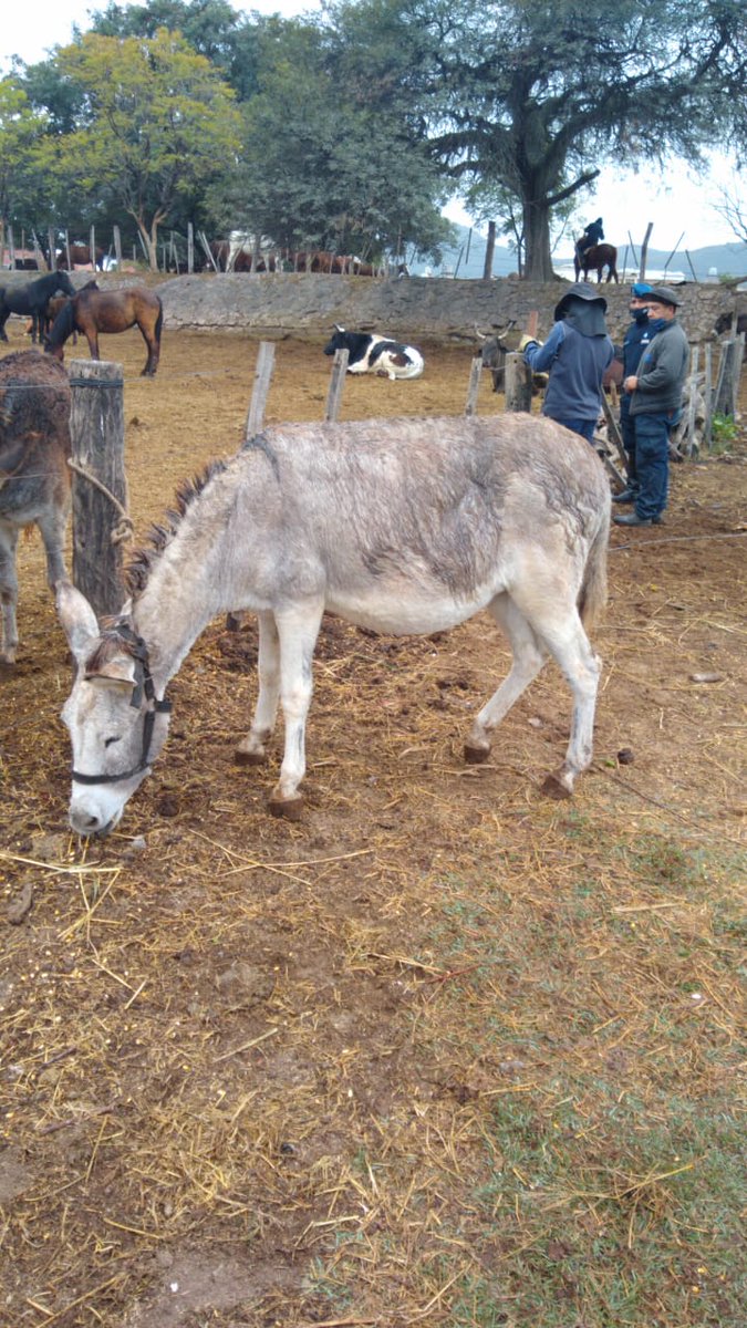LucasAnimalito's tweet photo. Que felicidad!!! Hoy jubilamos a 19 animalitos!!! Un bebé burro recién nacido fue la gran estrella de la jornada. Muchas gracias Inst. Derecho Animal y P.A.S Salta! Muchas gracias a los adoptantes! Llevamos concretadas 104 adopciones. @GustavoSaenzOK 
#HablandoDeLaLibertad https://t.co/MsTD5HJMA8
