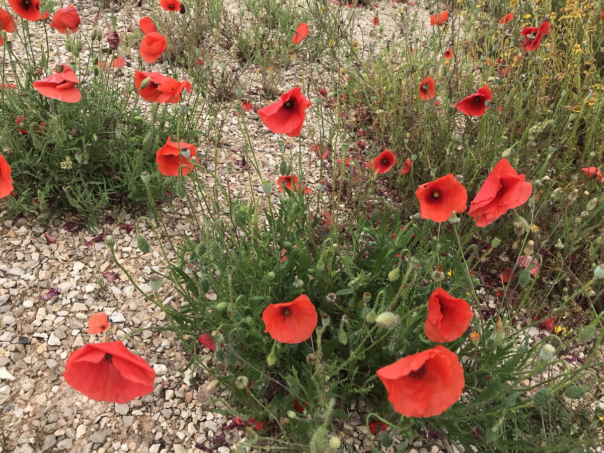 cortellenica's tweet photo. I colori del #salento #albergodiffuso #cortellenica #vacanzeitaliane https://t.co/GB9wRTo4h6