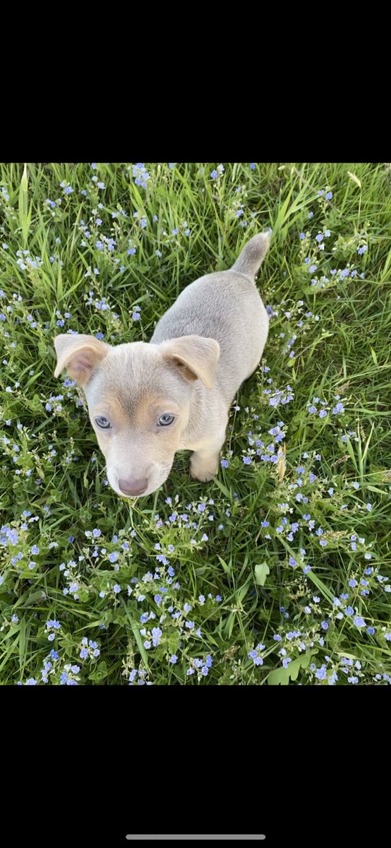 NFU county adviser in LNR tweet media