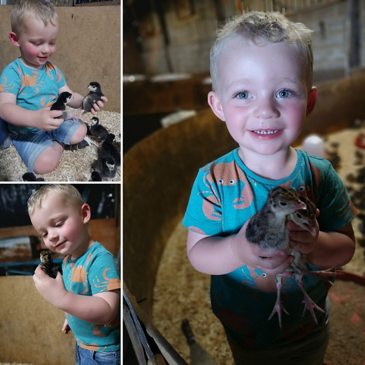 John Howe Turkeys (@johnhoweturkeys) on Twitter photo #christmas2020 has commenced and #normal #farmlife has arrived <a href="/JohnHoweTurkeys/">John Howe Turkeys</a> #minifarmer #farming #kent #freerange #turkeys #christmas2020 has commenced and #normal #farmlife has arrived <a href="/JohnHoweTurkeys/">John Howe Turkeys</a> #minifarmer #farming #kent #freerange #turkeys