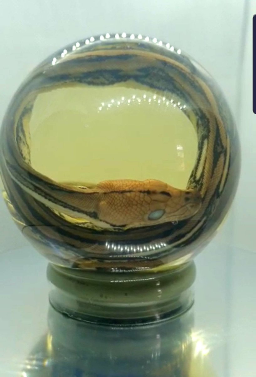 Excited to share the latest addition to my #etsy shop: Snake wet specimen globe etsy.me/3e328S6