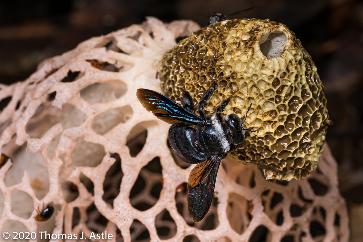 --it was a cool thing to see. Here are a couple more pics, showing two different bees that landed on it. And as a photography side note, compare pics 1 and 3 above, of the whole scene - I prefer pic 1, in natural light, to pic 3 with fill flash.