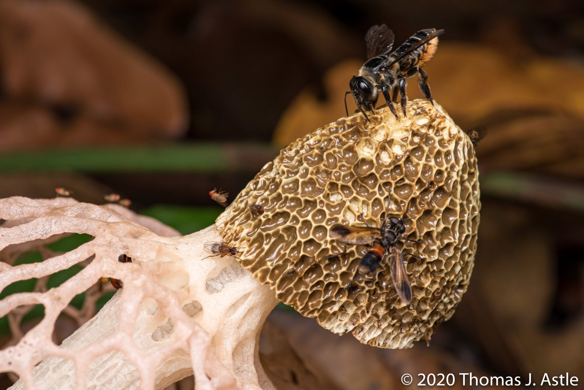 --it was a cool thing to see. Here are a couple more pics, showing two different bees that landed on it. And as a photography side note, compare pics 1 and 3 above, of the whole scene - I prefer pic 1, in natural light, to pic 3 with fill flash.