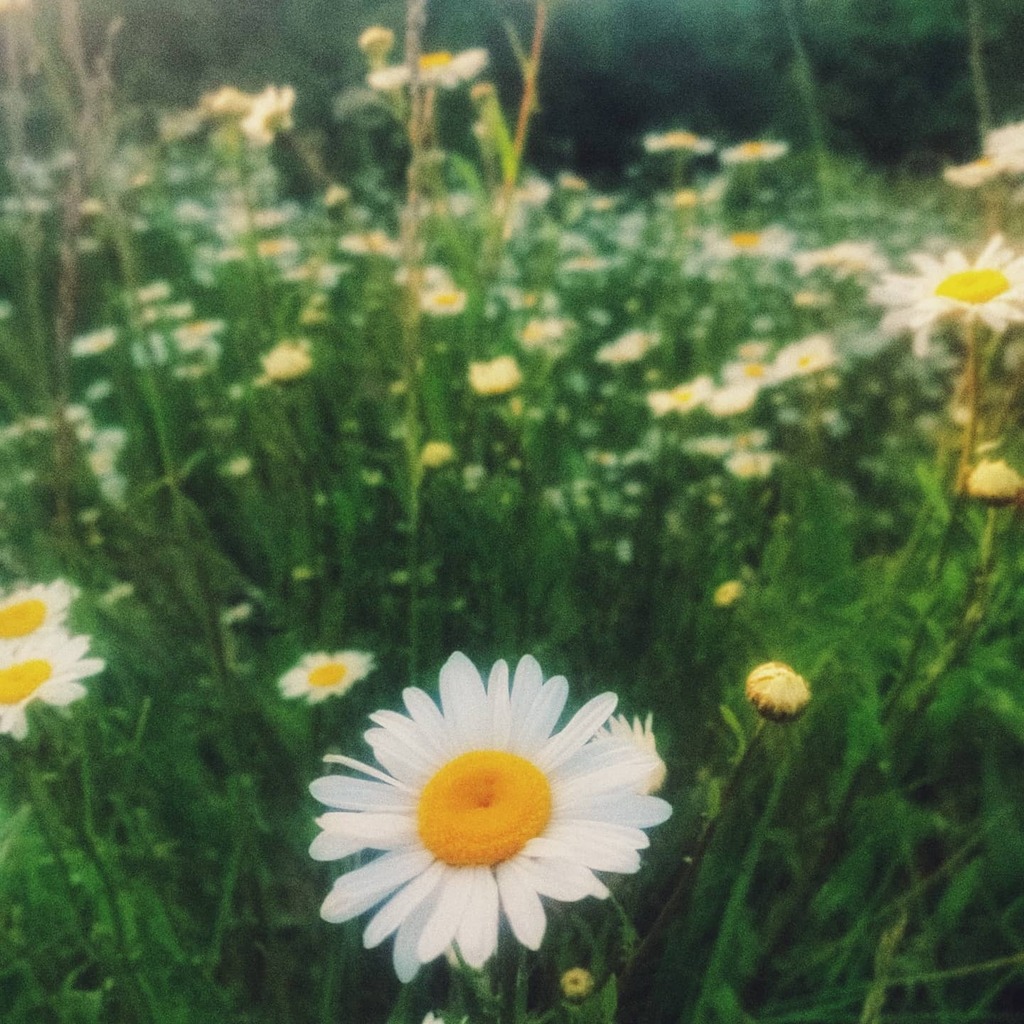 Oxeye Daisies on a roadside verge. Good to see Central Beds are letting them flower rather than mowing them. instagr.am/p/CAgNXbRHnNG/