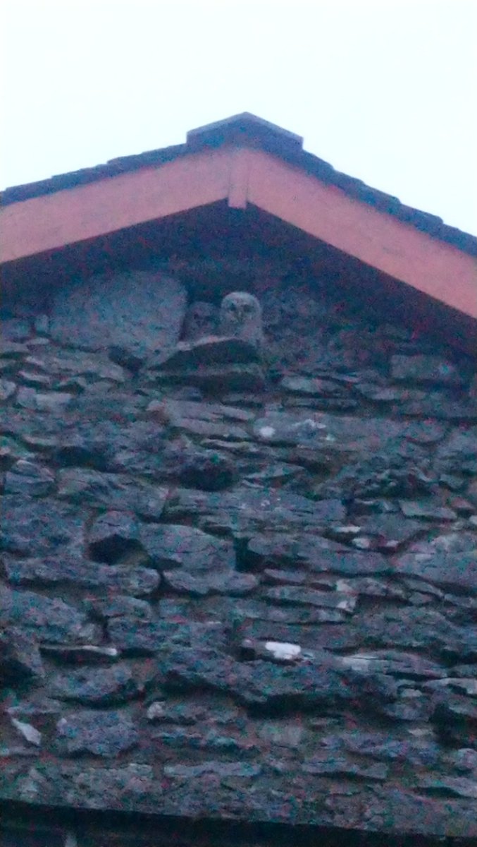 We don't seem to have many #swallows this year compared to previous, but this is a first for <a href="/SavinHillFarm/">Angela</a> three #babyowls in the house eves #helpingnature #workingwithnature