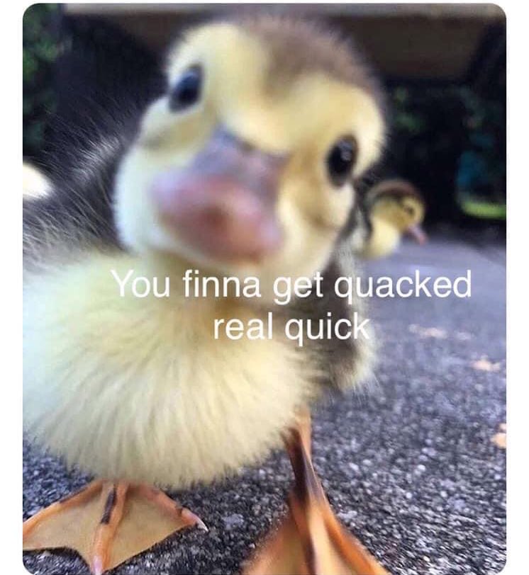 high 🔰 tweet media