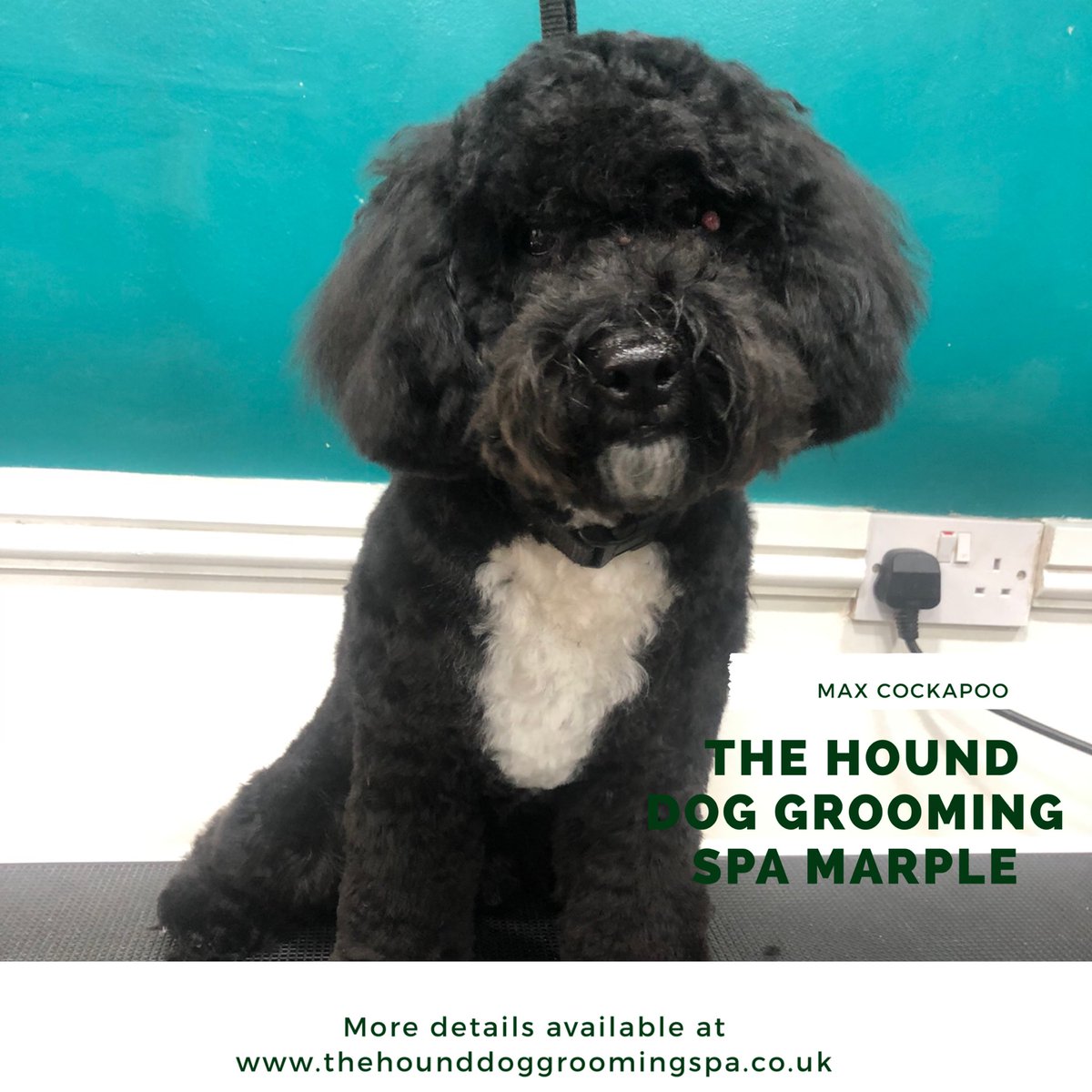 Max came for his first big boy haircut today, his mum &amp; dad have done a fab job of keeping him brushed during lockdown - he was a superstar 

#lockdownhaircut #dogsduringlockdown #puppies #doggrooming