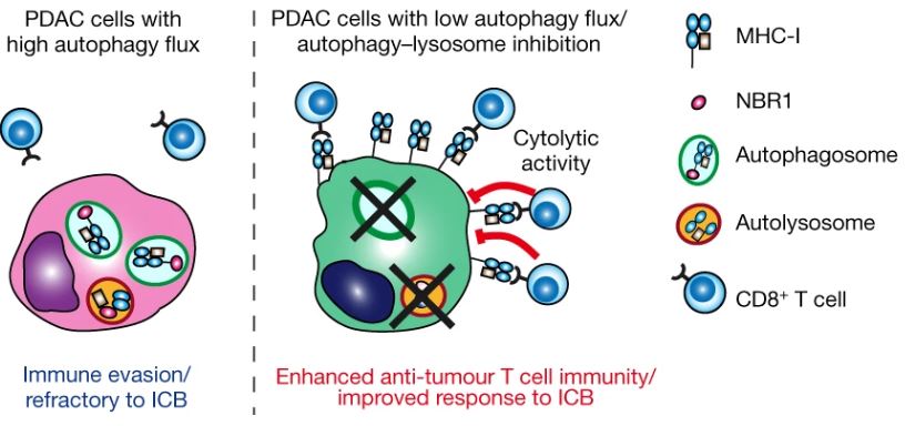 Autophagy promotes #pancreascancer immune evasion by degrading MHC-I. HCQ restores class I & combo w PD1-CTLA4 impressive #inmice. Triplet phase I study inc pts w #PancreaticCancer in order? Great work @KeisukeYamamo12 #Kimmelmanlab! @nyulangone @nature 
nature.com/articles/s4158…