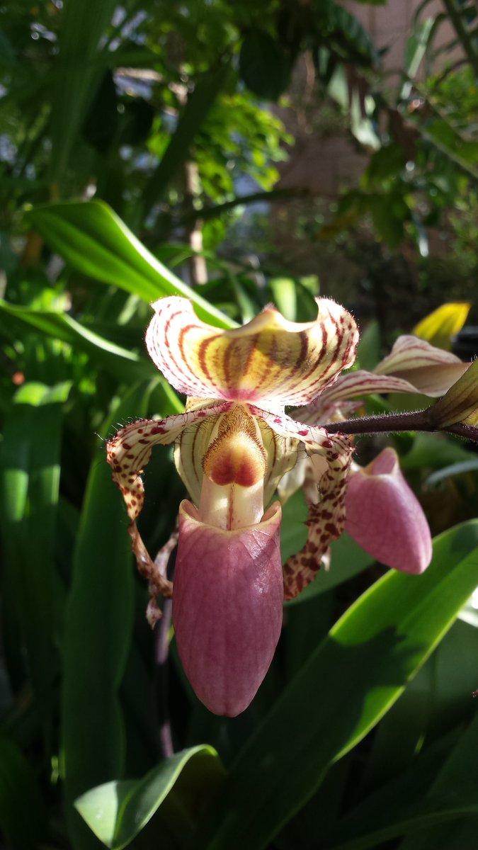 For_Funsies's tweet photo. #orchid bloom, another too soon. #utswao live our lives for one another #lovelovelove flowers of Earth #hoE we are one https://t.co/0zdW2fCzIn
