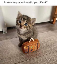 New Cat Condos tweet media