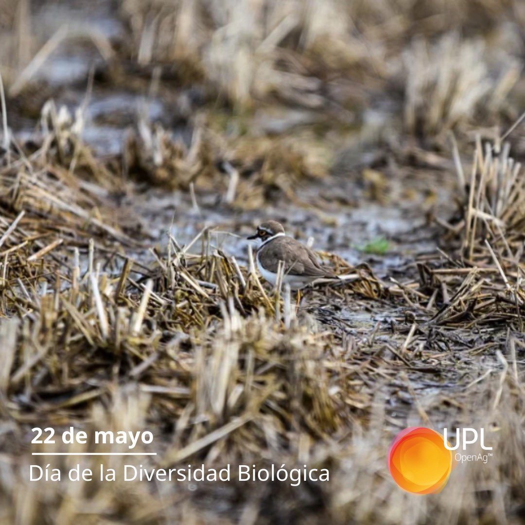 UPLArgentina's tweet photo. El mundo está compuesto de una red invisible que rara vez apreciamos. Pero es en la biodiversidad donde se encuentra el secreto de la vida. Abrir la agricultura es ver y cuidar todo lo que la rodea. 
#OpenAg #DiaDeLaBiodiversidad https://t.co/CW52TfRUjE