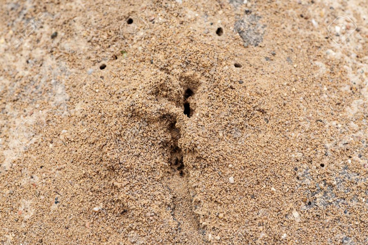 Excepté des petits trous dans des matières meubles comme le sable (trottoir abîmé, mur fissuré, jardin) ou des fourmilières plus imposantes en forêt, les fourmis sont quasiment invisibles en France ; en plus d'être relativement petites et peu agressives.