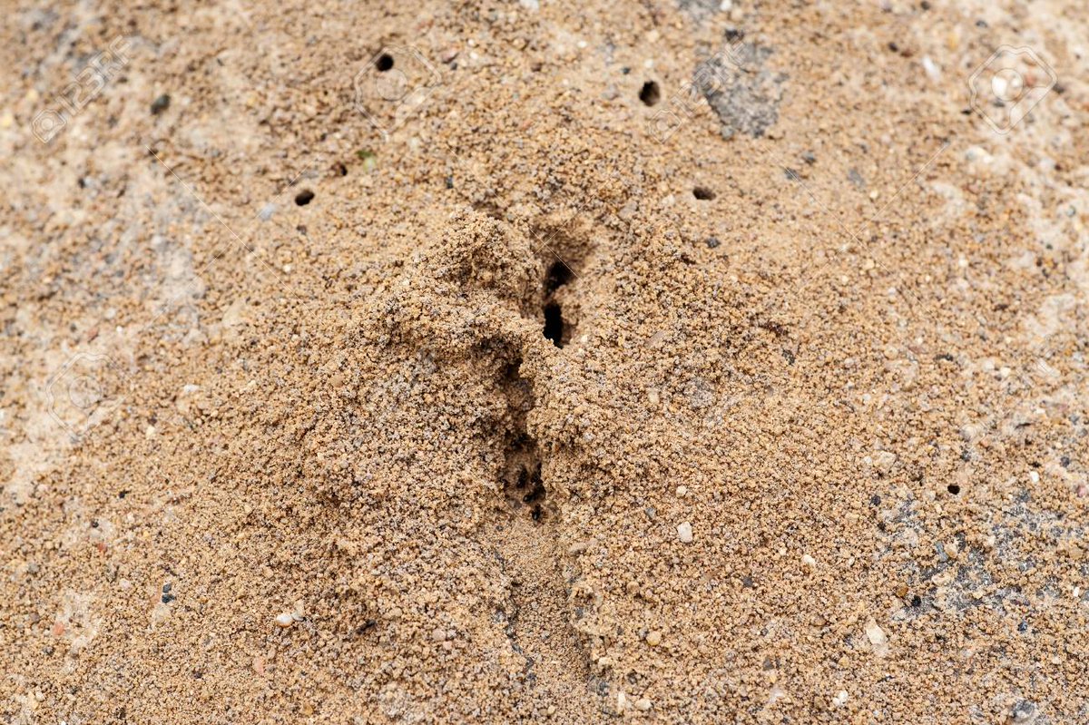 Excepté des petits trous dans des matières meubles comme le sable (trottoir abîmé, mur fissuré, jardin) ou des fourmilières plus imposantes en forêt, les fourmis sont quasiment invisibles en France ; en plus d& #39;être relativement petites et peu agressives.