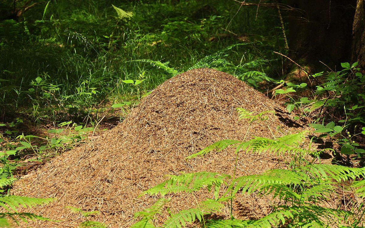 Excepté des petits trous dans des matières meubles comme le sable (trottoir abîmé, mur fissuré, jardin) ou des fourmilières plus imposantes en forêt, les fourmis sont quasiment invisibles en France ; en plus d'être relativement petites et peu agressives.