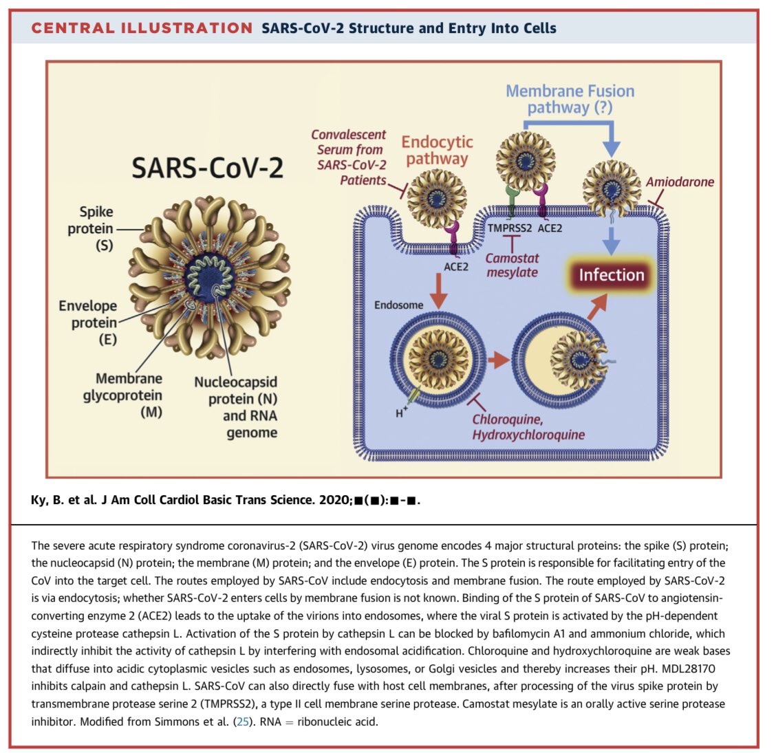 paomorejon's tweet photo. 📌 COVID-19 Clinical Trials

The mechanisms of action of the multiple therapies that are currently being studied in clinical trials.

🗣Recalling trials, they are coming 🔜....

👀 HCQ/CQ #SolidarityTrial #DisCoVerRy

#COVIDー19
#CardioEd
#cardiotwitter
https://t.co/ORkoXIvq0A https://t.co/2jOXQOh3i6