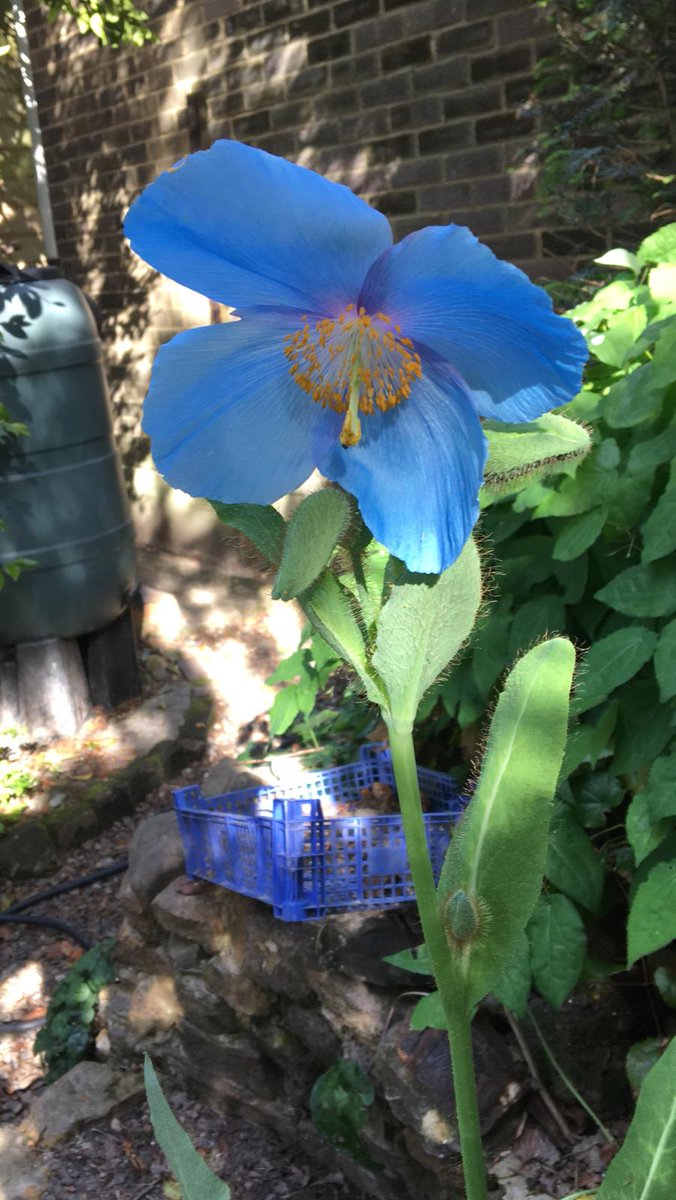 T_WellsAGS's tweet photo. The power of the Meconopsis ππ
Stunning poppies in our members gardens!
#virtualspring #plants #Flowers #gardening #poppy #nature #Kent #Sussex #Blue #garden #colour https://t.co/8ryaPBhtll