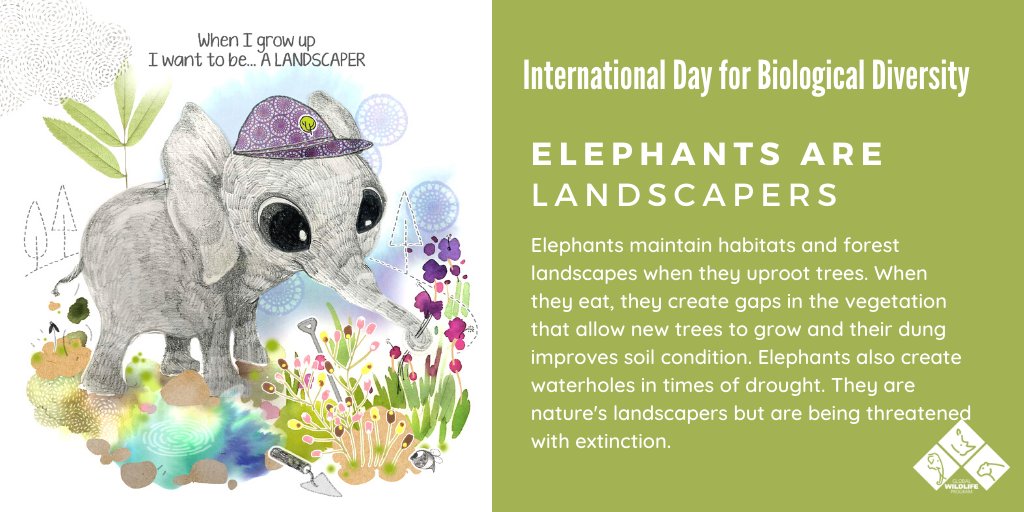 WBG_Environment's tweet photo. (3/6) Elephants play a vital role in maintaining habitats & forested landscapes. Poaching & habitat loss have endangered elephants. Find out what the #GlobalWildifeProgram is doing to help save elephants from #extinction: https://t.co/G603lsfTEj #BiodiversityDay2020 #conservation https://t.co/tqzrFfPJvn