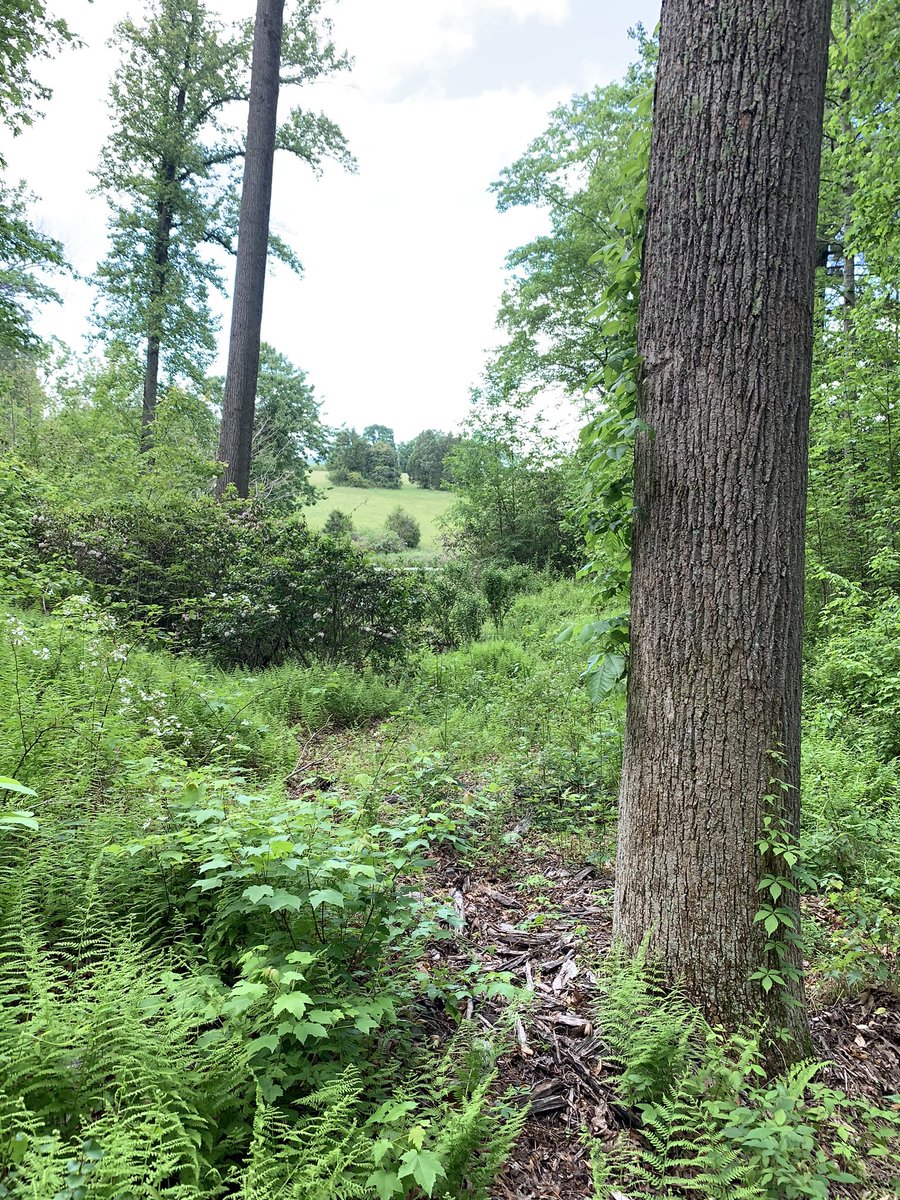 NoliSmom's tweet photo. Showing our HMES cub pride while we hike some trails in our campground in Charlottesville #HMESkinder  @MsWisnieski @DebbieJ_111 https://t.co/6fVv6rctvZ