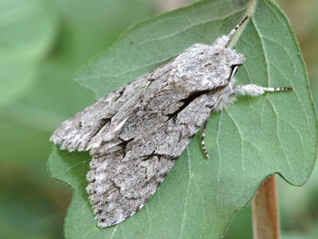 Right on the other end of the spectrum is the aronicta psi, or “grey dagger”. This one’s British, super fuzzy, and you can spot it easily by looking for the two pale ‘eyes’ on either side of its wings.